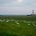 Schaeferhof Dircks 2 Westerhever